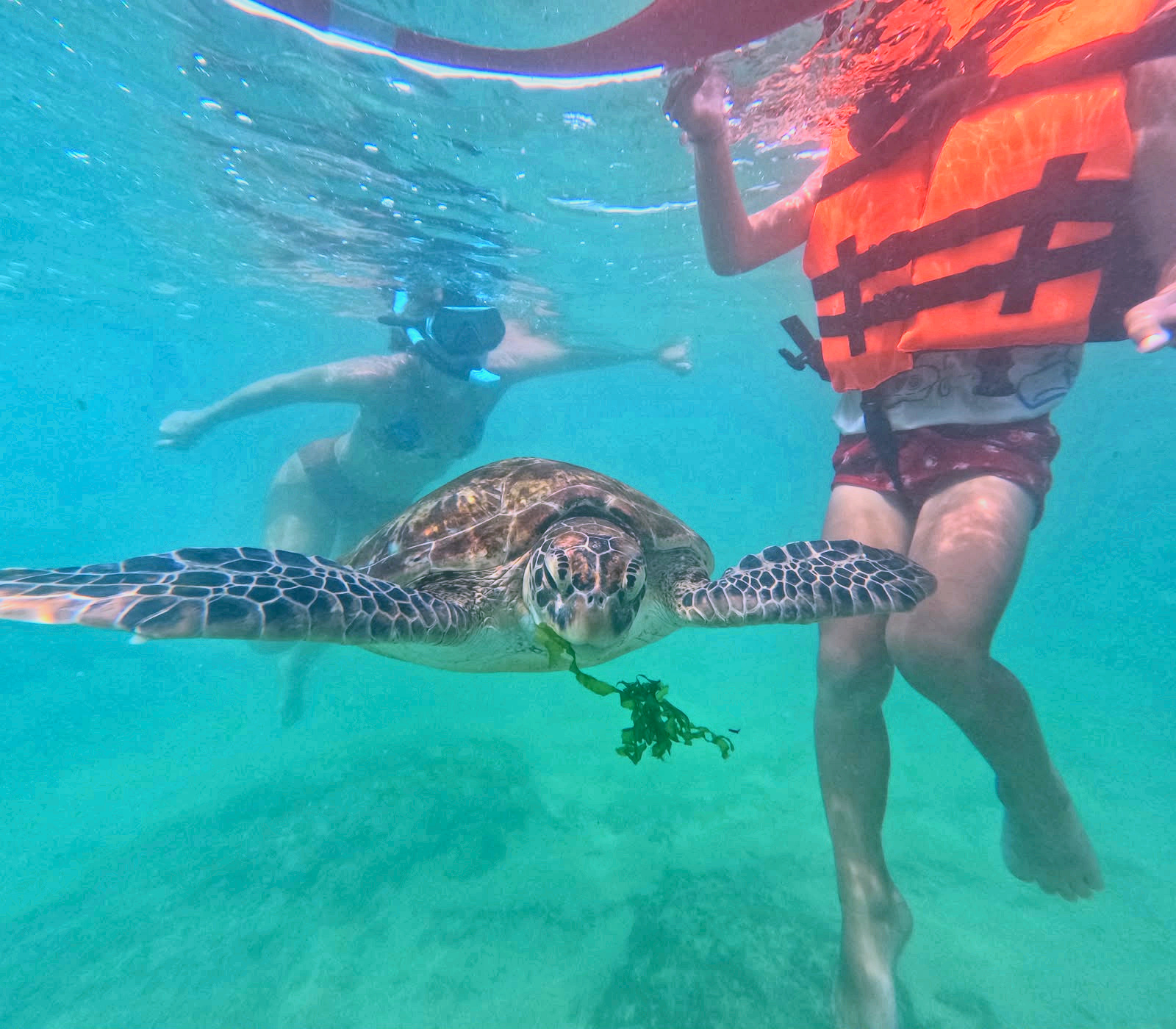 Sea turtle