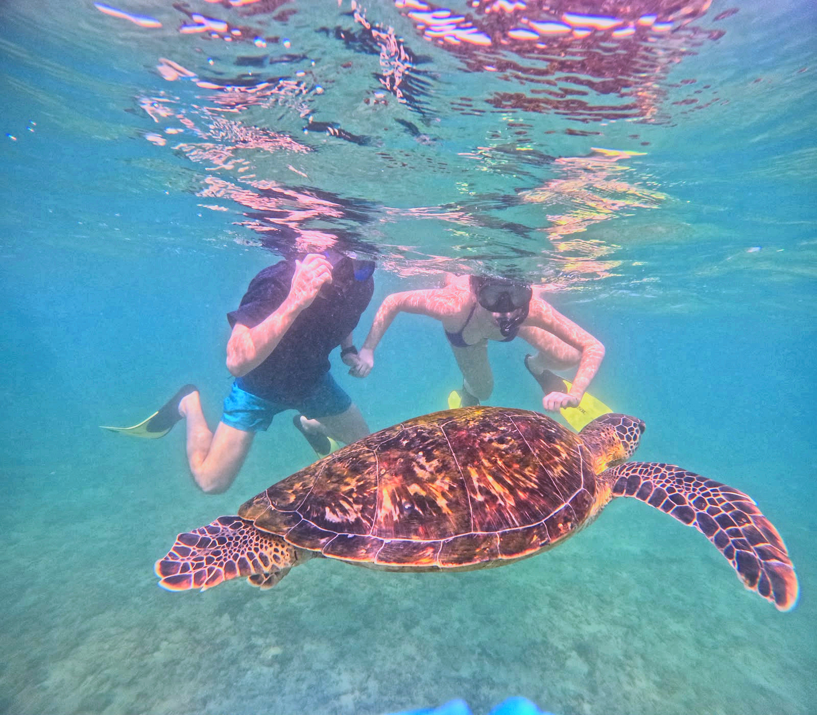 Sea Turtle Thalaramba