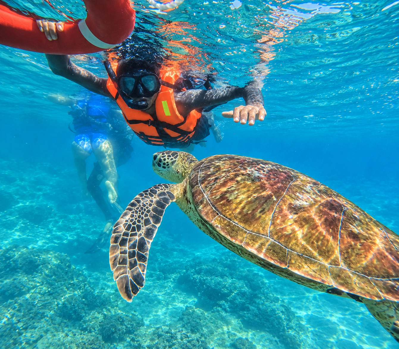 Sea turtle
