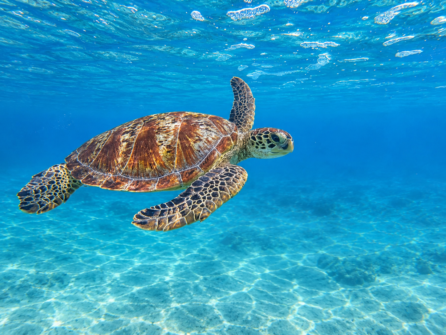 Snorkeling