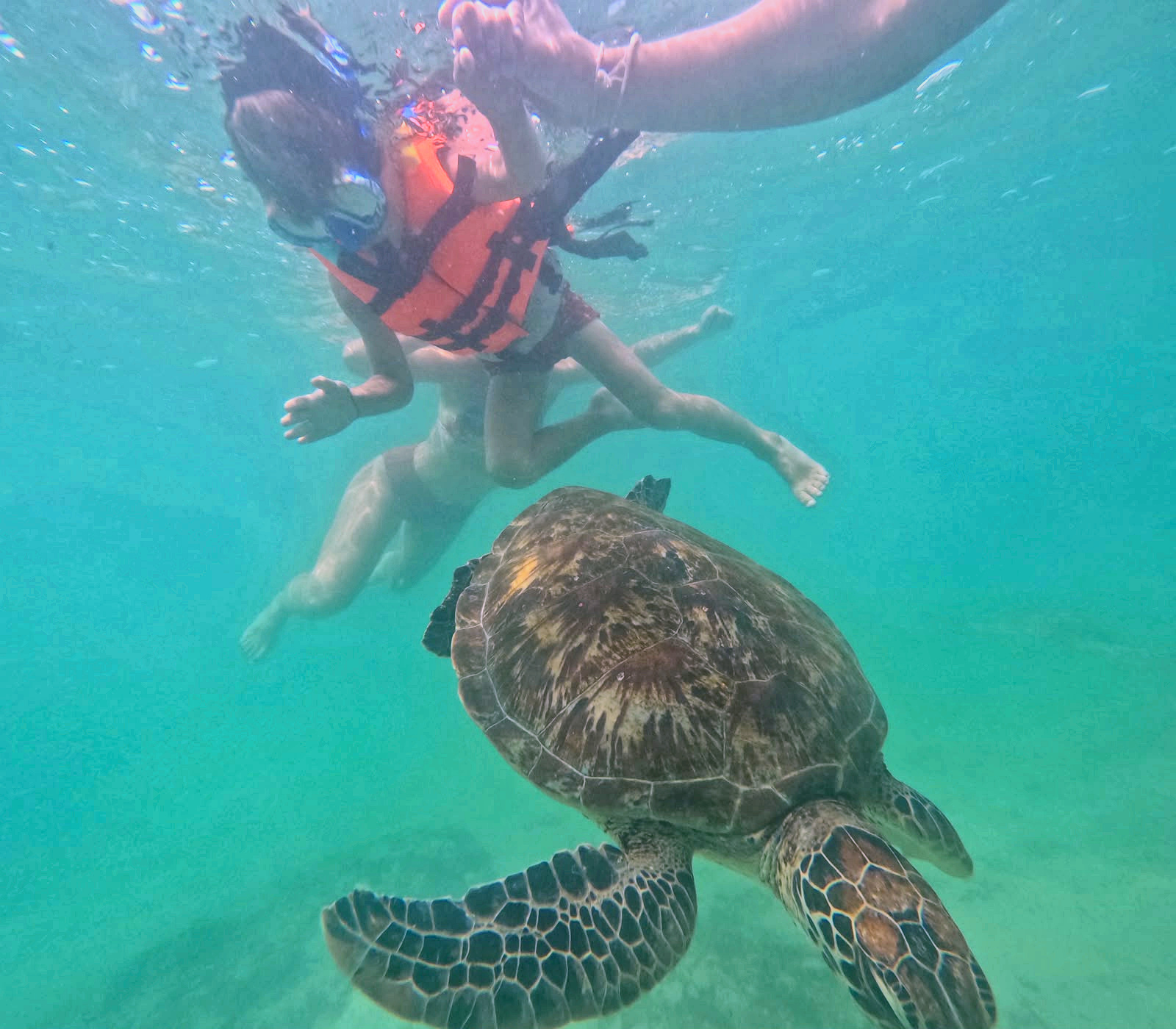 Sri Lankan Sea Turtles