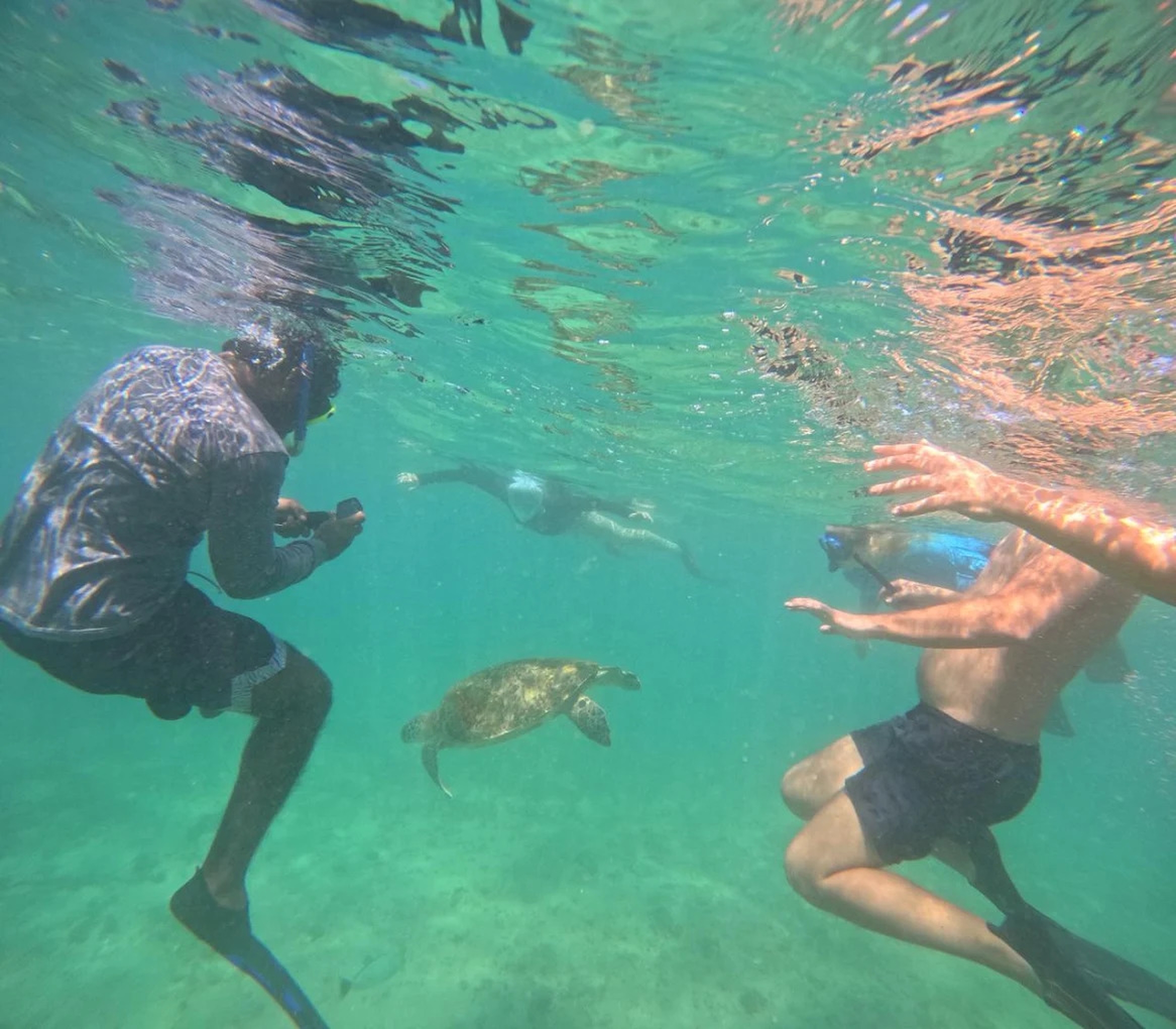 Swim with Sea Turtles